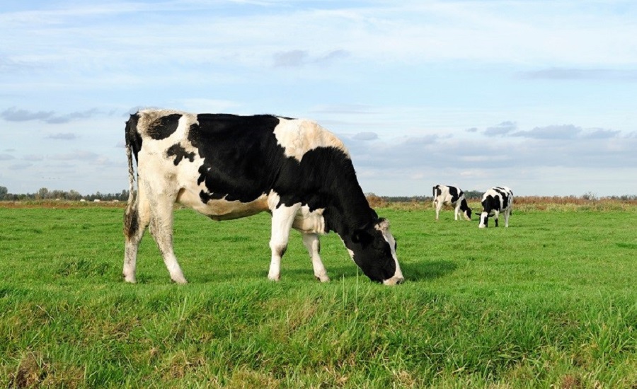 Test image cow in field